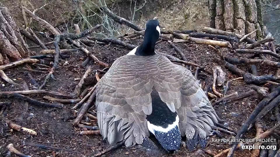 April 3, 2022: Mother Goose broadens and flattens her wings to protect her eggs and channel water away from the scrape