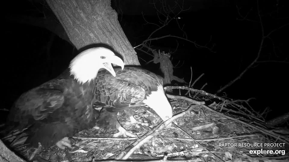 April 4, 2022: We're so excited to see eagles on N1 again, even briefly!