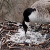 April 5, 2022: Mother Goose covers her eggs before taking an incubation break