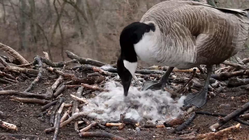 April 5, 2022: Mother Goose covers her eggs before taking an incubation break