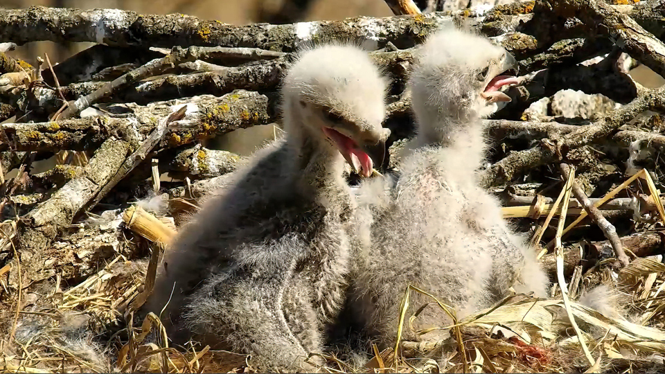 April 9, 2022: Eaglet explorers!