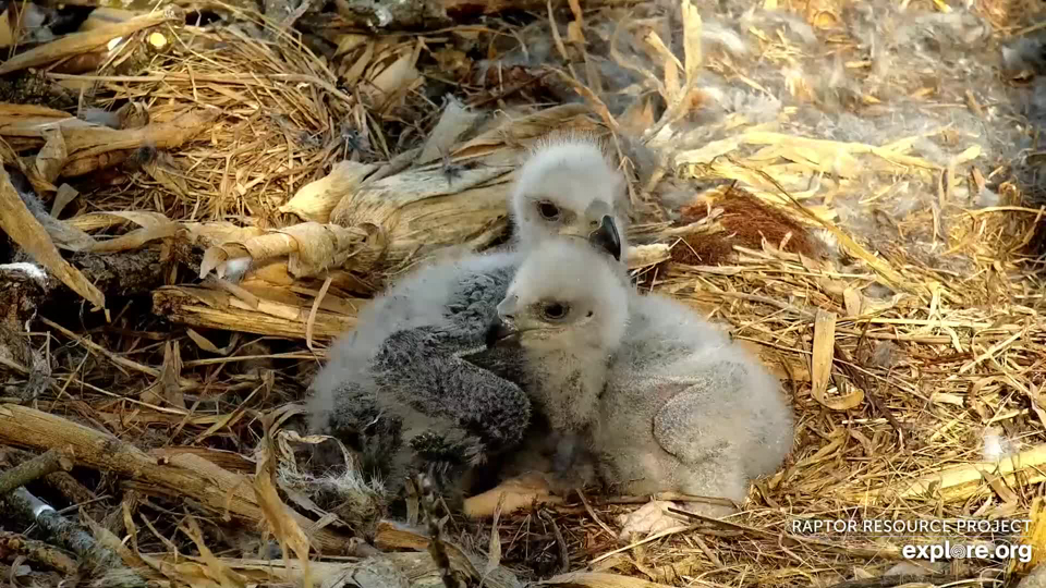 DN15 left, DN16 right. See DN16's tiny earhole? Enjoy it now - but also look for the flat feathers that cover adult ears. These feathers don't (yet) have a special name, but they differ from the feathers around them. We're not sure if they aid hearing by channeling sound, baffling wind, or both. Also: look at those rapidly growing clown clompers!