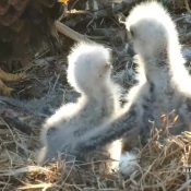 Sibling love! DN15 (right) gives DN16 an adorable wing hug.