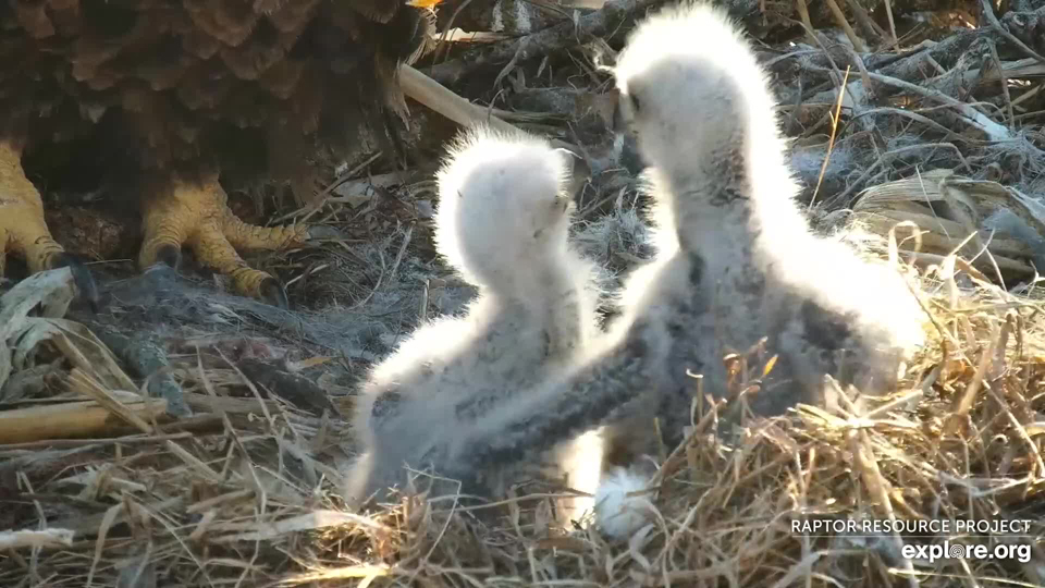 Sibling love! DN15 (right) gives DN16 an adorable wing hug.