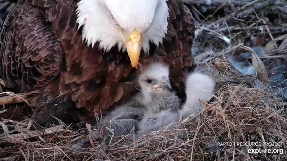 Have the eaglets eaten? Look for a bulging cropzilla or snack pack. If you see one, the eaglet has eaten!