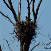 April 9, 2022: Mom standing in the nest. She had just rolled the eggs.