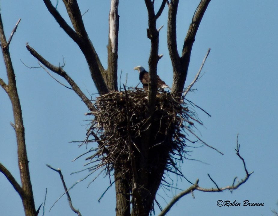 April 9, 2022: Mom standing in the nest. She had just rolled the eggs.