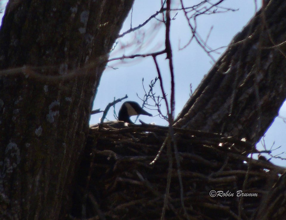 April 9, 2022: Mother Goose at N2B (at the hatchery)