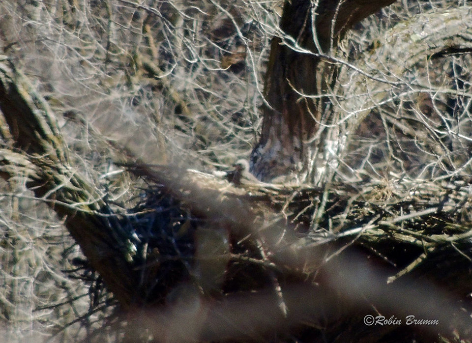 April 9, 2022: The Bobway eaglet