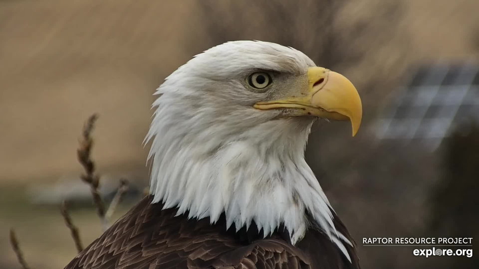 April 10, 2022: I miss seeing Mom up close, but this new new female eagle is lovely! We'll worry about official nomenclature if they stay, but I'm enjoying everyone's pet names for now.