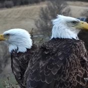 April 11, 2022: The new eagles. He's left, she's right, and they look a lot like Mom and DM2. I can see some subtle differences up close and we're working on iris fleck and feather catalogs.
