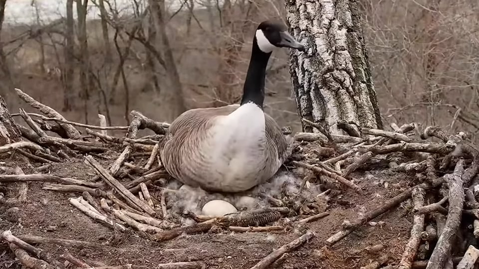 April 11, 2022: "Maybe I'll wait to take a break...". Mother Goose was just covering her eggs when the eagles started to vocalize. She settled back over them until things calmed down.