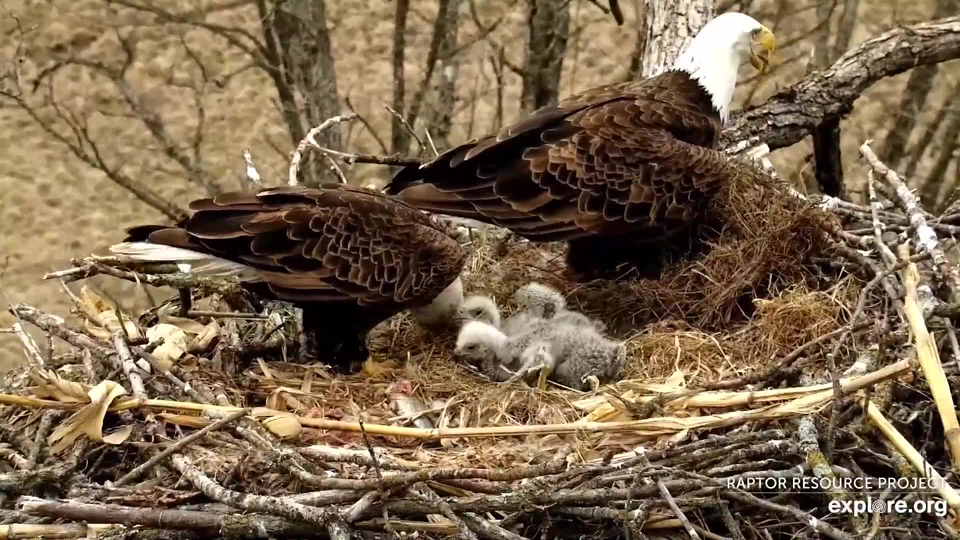 April 12, 2022: DNF brings a large pile of grass to the nest.