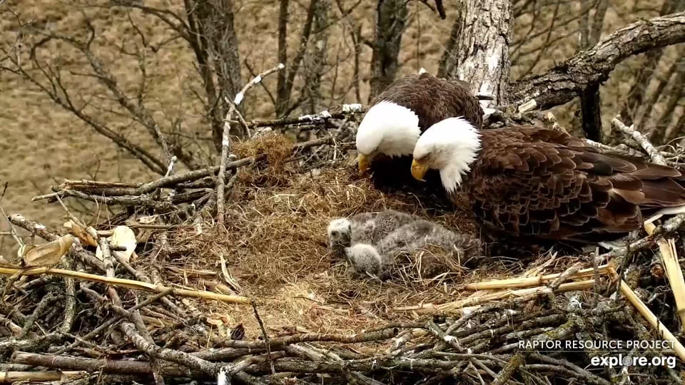 April 17, 2022: A beautiful family portrait at the North nest.