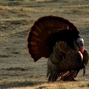April 17, 2022: A handsome Tom turkey at the North Nest