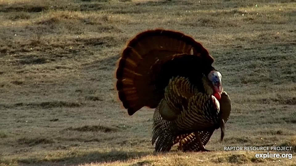 April 17, 2022: A handsome Tom turkey at the North Nest