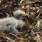 April 18, 2023: DH2 turns 12 days old today. It seemed like it went from a tiny hatchling to a nestling just today!