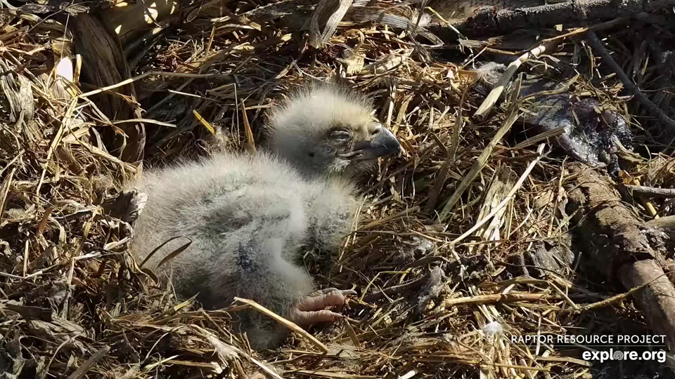 April 18, 2023: DH2 turns 12 days old today. It seemed like it went from a tiny hatchling to a nestling just today!