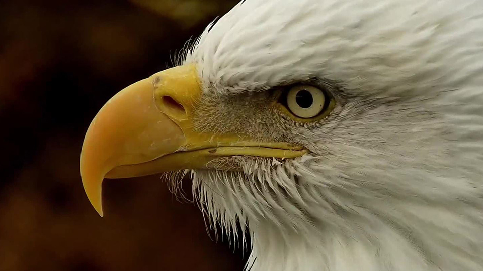 This is DM2 in 2020. You can see the unique dark flecks in the iris of his left eyeball.