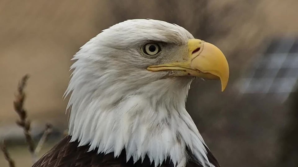 A close-up view of the new female eagle on the Y-Branch. Notice the detail of her beak, nare, and iris.