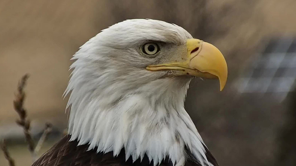 A close-up view of the new female eagle on the Y-Branch. Notice the detail of her beak, nare, and iris.