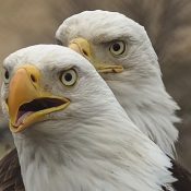 Our new male and female close up and personal! Notice the differences in the two? Male front, female back.