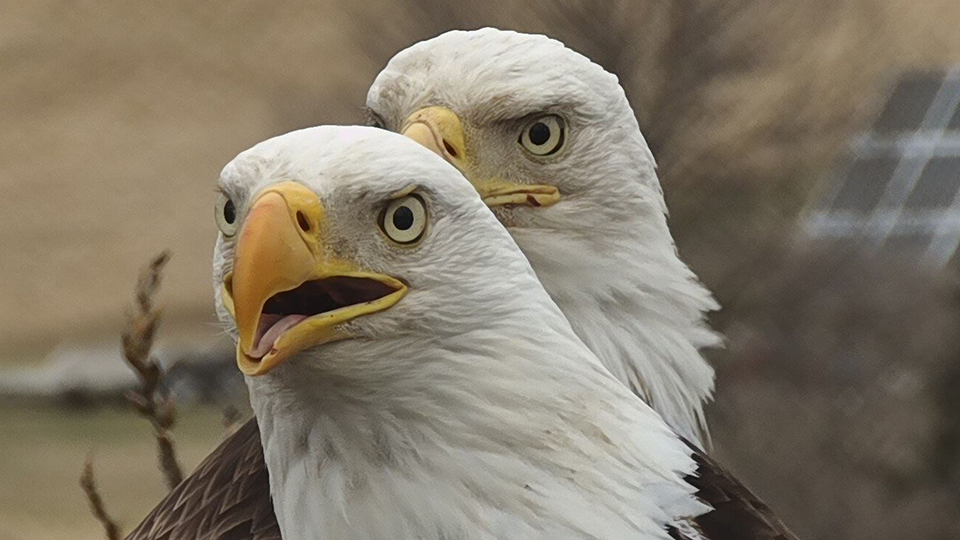 Our new male and female close up and personal! Notice the differences in the two? Male front, female back.