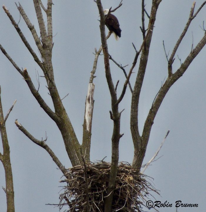 April 23, 2022: DM2 perched above the N3 nest.