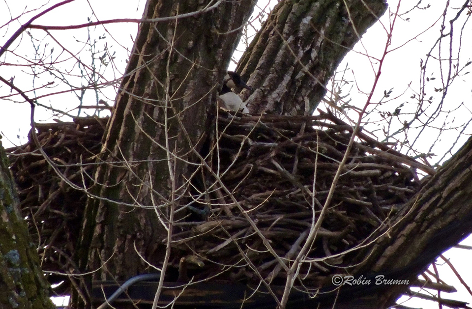 April 23, 2022: Mother goose in the N2B nest.