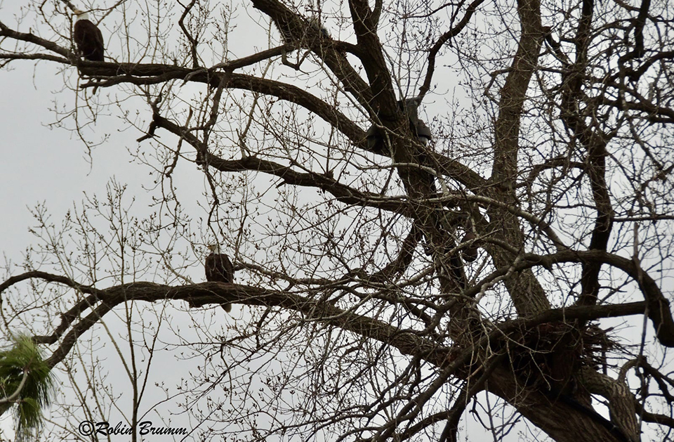April 23, 2022: New female above, new male below on the Y branch, N1 nest to the right.