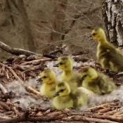 April 28, 2022: The goslings shortly before their leap of faith