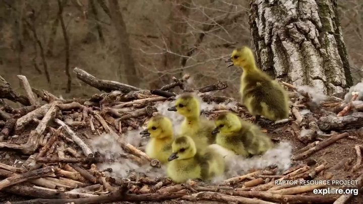 April 28, 2022: The goslings shortly before their leap of faith