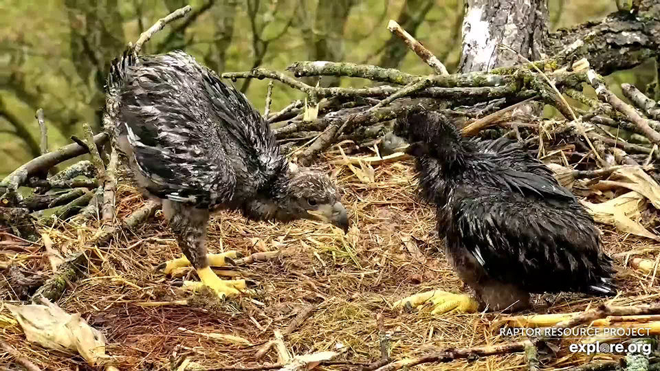 May 3, 2022: DN16 and DN15 are big eagles now!