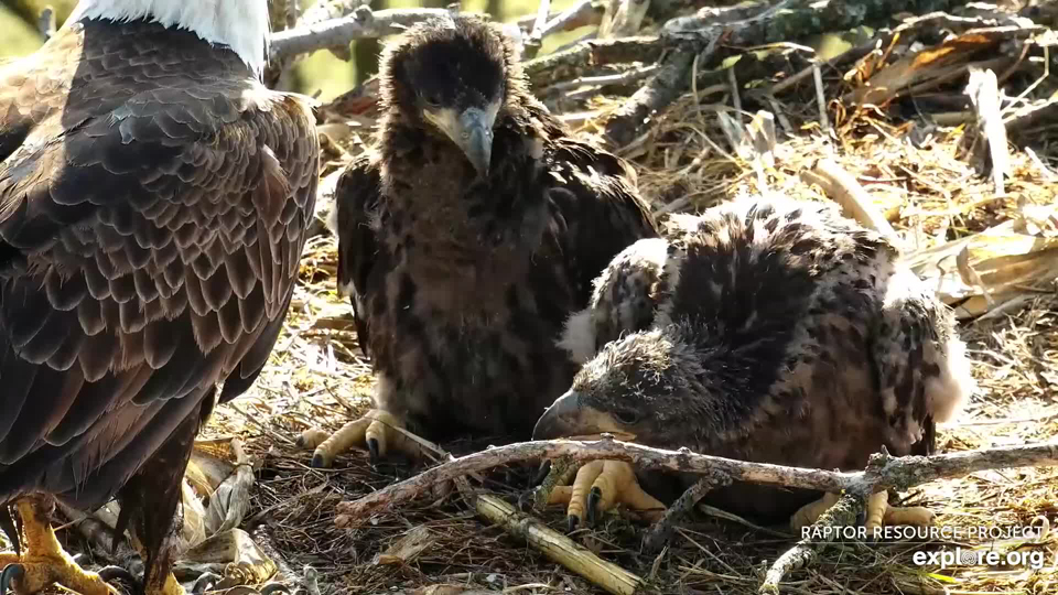 May 4, 2022: Feeding time will get a little riskier for adult toes and talons as DN15 and DN16 get stronger, more coordinator, and even hungrier!