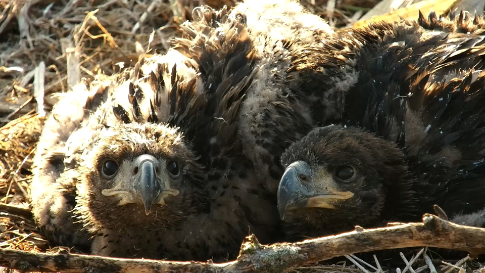 May 4, 2022: We love cuddle puddles! DN16 left and DN15, right. It's been fun to watch them play and explore their clown clomper feet and growing wings and tails.