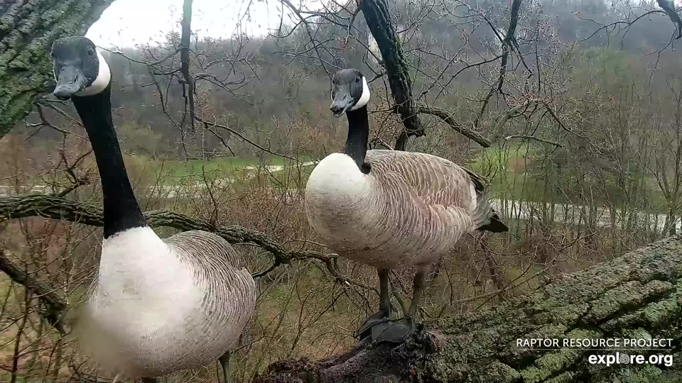 May 4, 2022: A new goose pairs explores N2B.