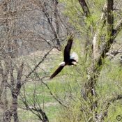 May 7, 2022: Mom flying down to the river to catch a fish.