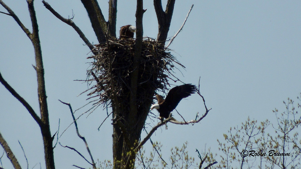 May 7, 2022: Mom in N3 nest, DM2 on the branch below. Can you see the fish he has in his talon?