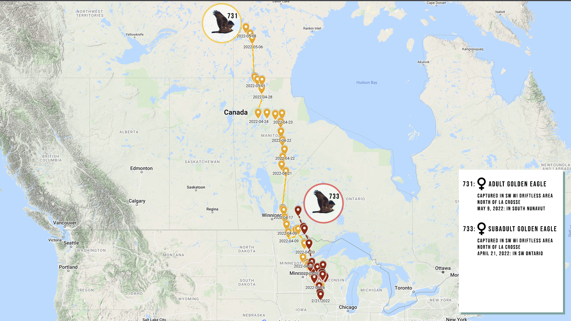 May 9, 2022: Map for adult female Golden Eagle 731 and subadult female 733.
