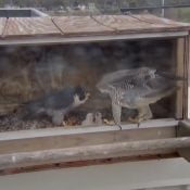 May 9, 2022: Peregrine Falcon hatchlings at Xcel Energy's High Bridge plant in St. Paul, MN