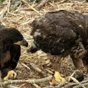 May 10, 2022: Learning Eaglet Table Manners