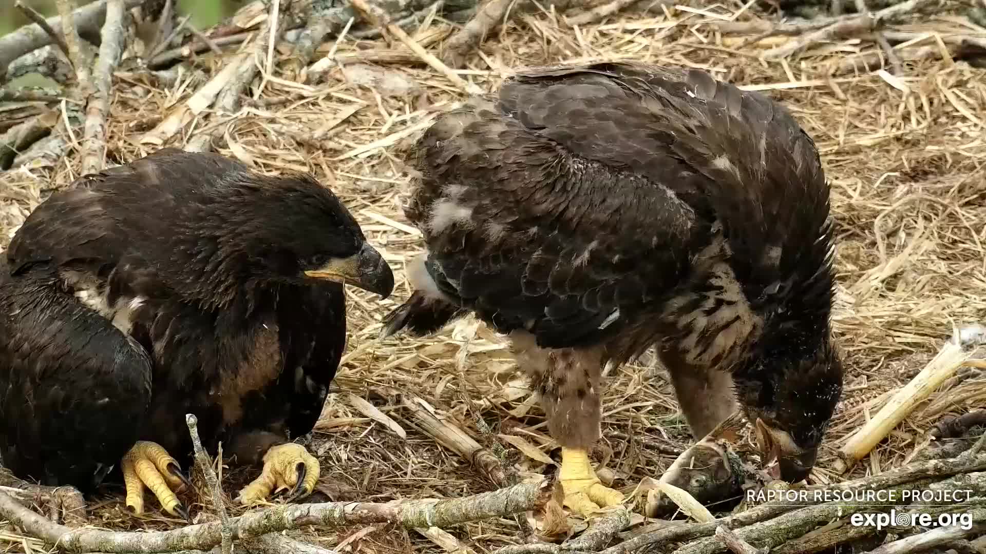 May 10, 2022: Learning Eaglet Table Manners
