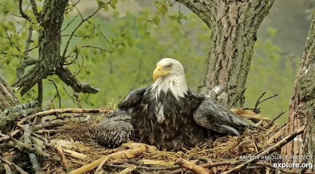 HM - Her Majesty! - keeps DH2 safe from the storm beneath her sheltering wing. Mombrella is the best!