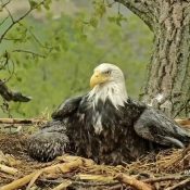 HM - Her Majesty! - keeps DH2 safe from the storm beneath her sheltering wing. Mombrella is the best!