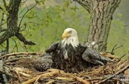 HM - Her Majesty! - keeps DH2 safe from the storm beneath her sheltering wing. Mombrella is the best!