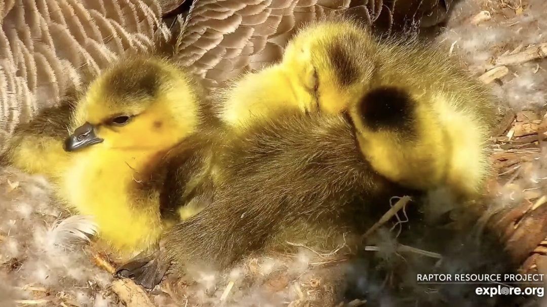 Goslings snuggled up against Mother Goose.