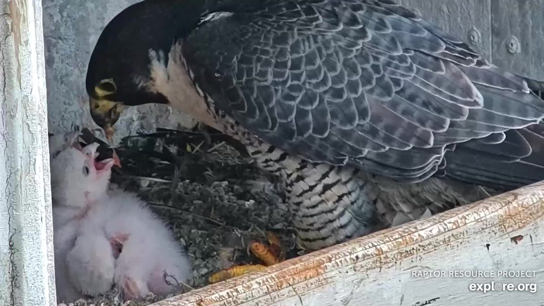 Savanna is an amazing falcon mother. I hope we watch her for many years to come.