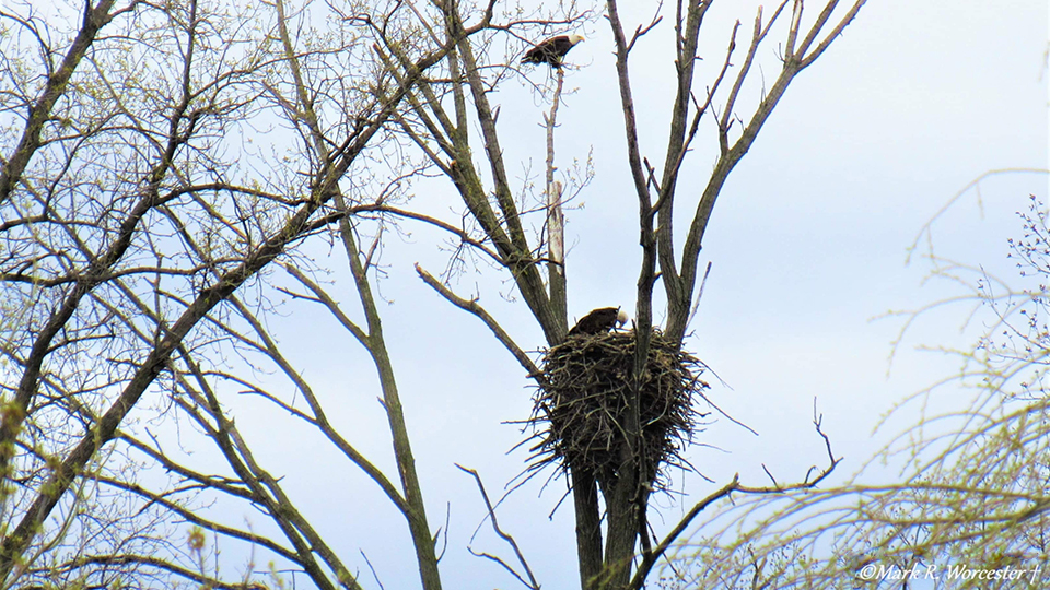 May 3, 2022: Two eagles at N3. Photo by Mark Worcester.