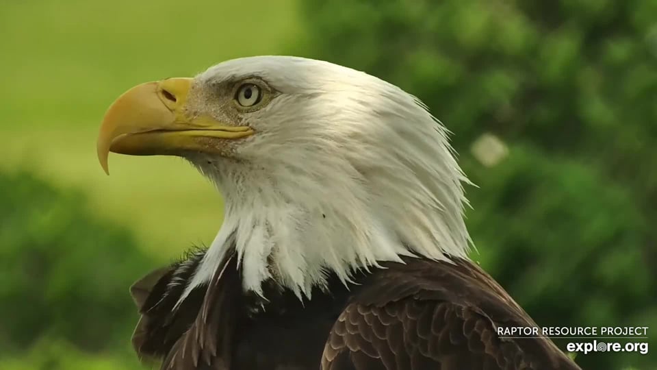 June 10, 2022: HM or Hatchery Mom, the new female bald eagle at N1