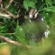 June 15, 2022: A falcon below the bluff at Great Spirit Bluff